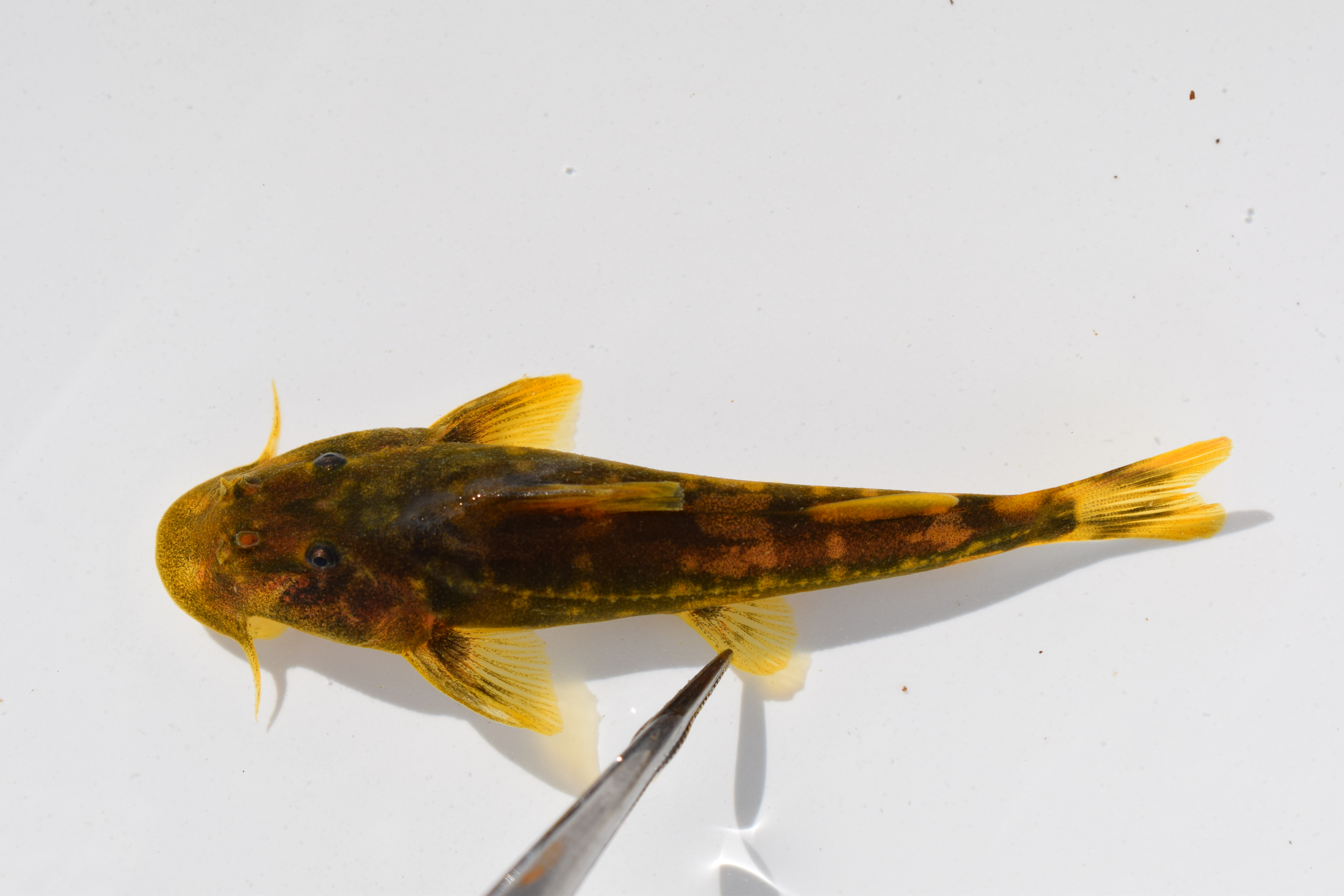 Limpopo rock catlet (Chiloglanis pretoriae) — Mochokidae — 2