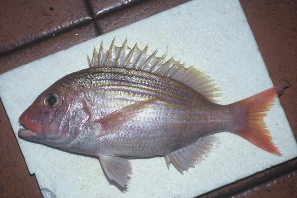 Baissac's seabream (Polysteganus baissaci) — Sparidae