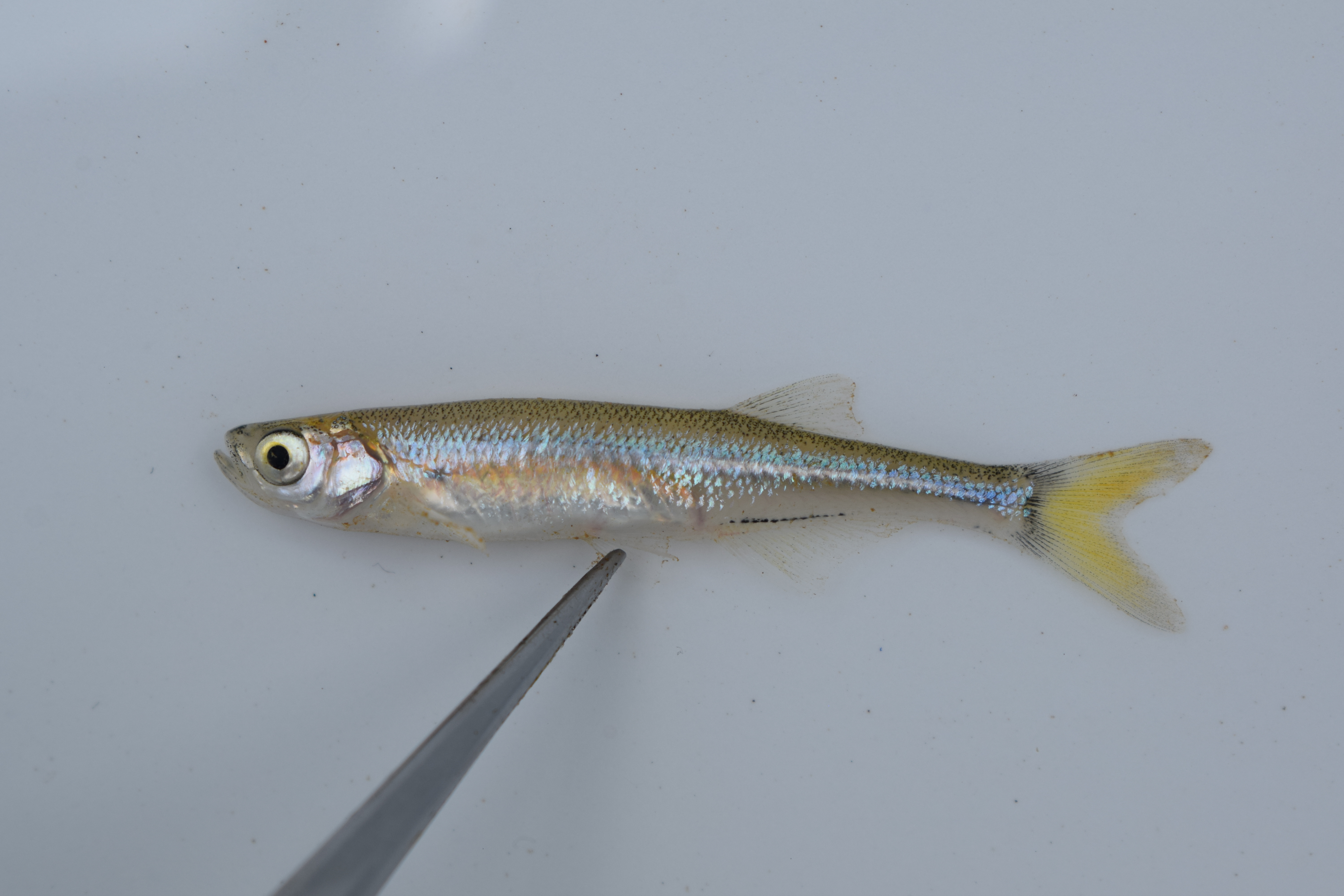 River sardine (Mesobola brevianalis) — Cyprinidae — 3