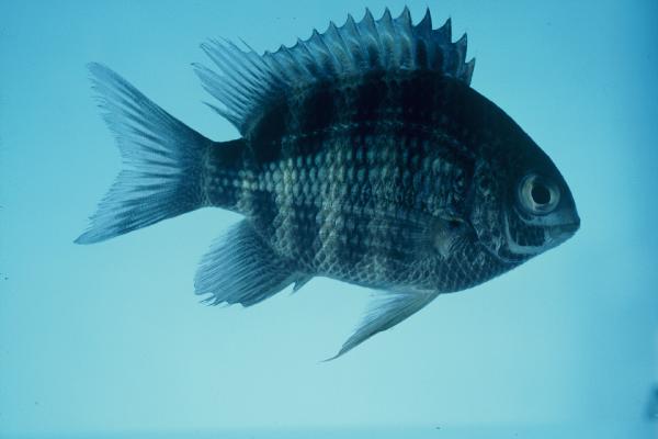 Pearly sergeant (Abudefduf margariteus) — Pomacentridae — 4