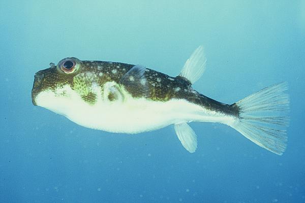 Boereboom-kogelvis (Amblyrhynchotes honckenii) — Tetraodontidae — 5