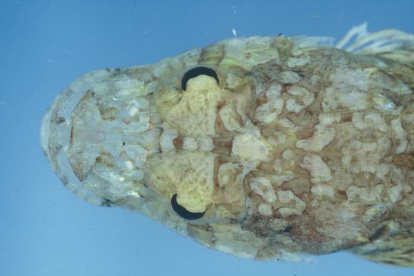 Spotfin flathead (Onigocia pedimacula) — Platycephalidae — 4