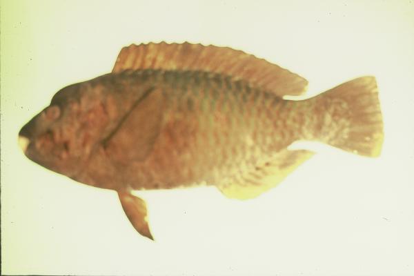 Knothead parrotfish (Chlorurus oedema) — Scaridae — 3