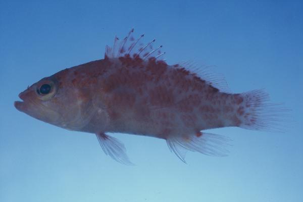 Chequered perchlet (Plectranthias inermis) — Serranidae — 5