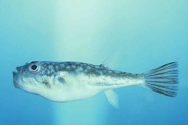 Evileye blaasop (Amblyrhynchotes honckenii) — Tetraodontidae
