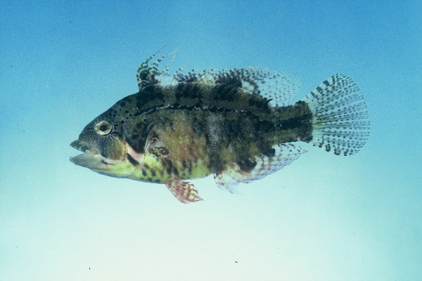 Cocktail fish (Pteragogus flagellifer) — Labridae — 5