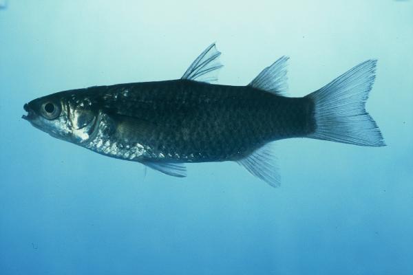 Otomebora mullet (Chelon melinopterus) — Mugilidae