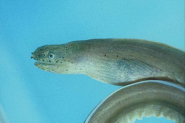 Ribbon moray (Pseudechidna brummeri) — Muraenidae