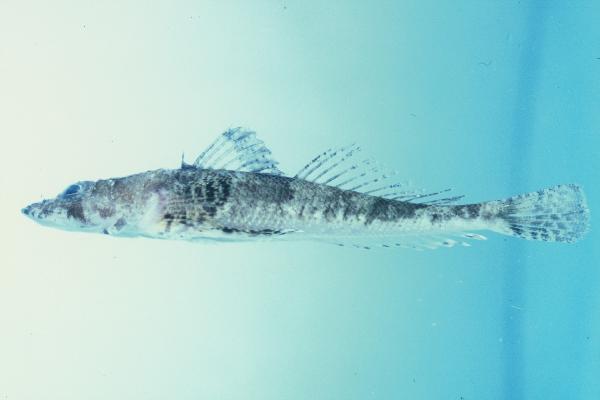 Celebes flathead (Thysanophrys celebica) — Platycephalidae — 2