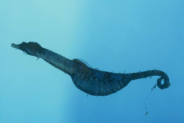 Dwarf pipehorse (Acentronura tentaculata) — Syngnathidae — 5