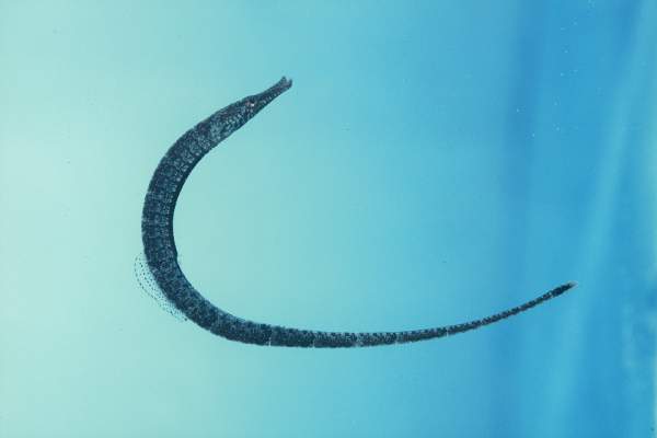 Blue spotted pipefish (Hippichthys cyanospilos) — Syngnathidae — 4