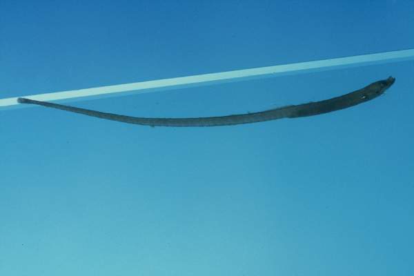 Elegant pipefish (Nannocampus elegans) — Syngnathidae — 4