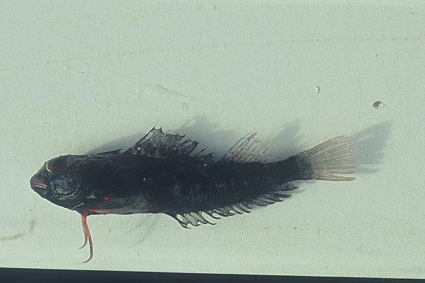 Hoogkam-drievin (Enneapterygius pusillus) — Tripterygiidae — 2