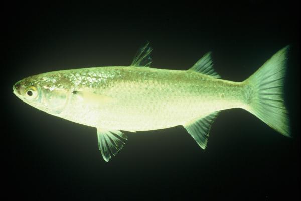 Robust mullet (Valamugil robustus) — Mugilidae — 5