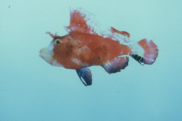 Filament scorpionfish (Hipposcorpaena filamentosus) — Scorpaenidae — 2