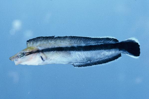 Sabretooth blenny (Aspidontus tractus) — Blenniidae — 2