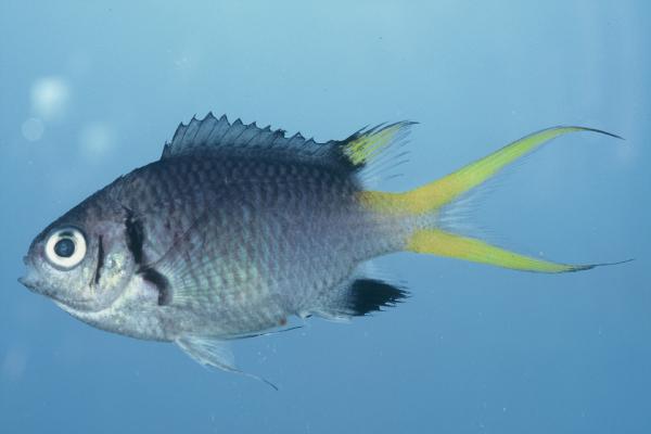 Doublebar chromis (Chromis opercularis) — Pomacentridae — 3