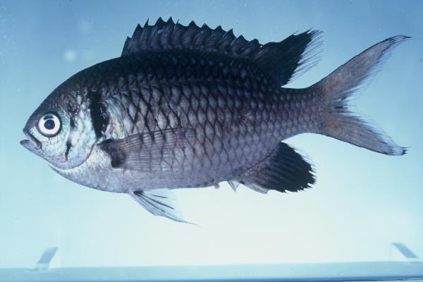 Doublebar chromis (Chromis opercularis) — Pomacentridae — 4