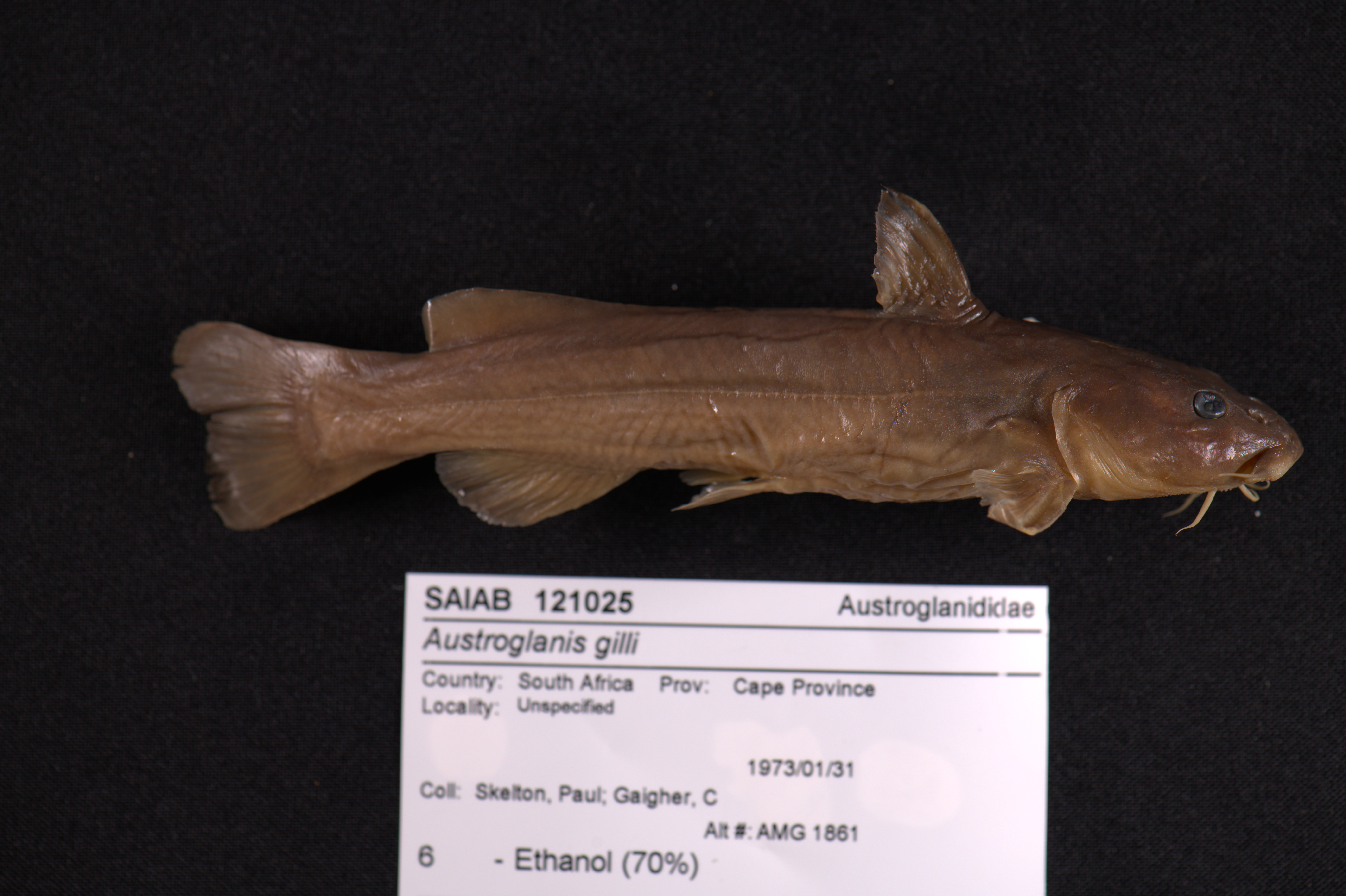 Clanwilliam rock catfish (Austroglanis gilli) — Austroglanididae — 5