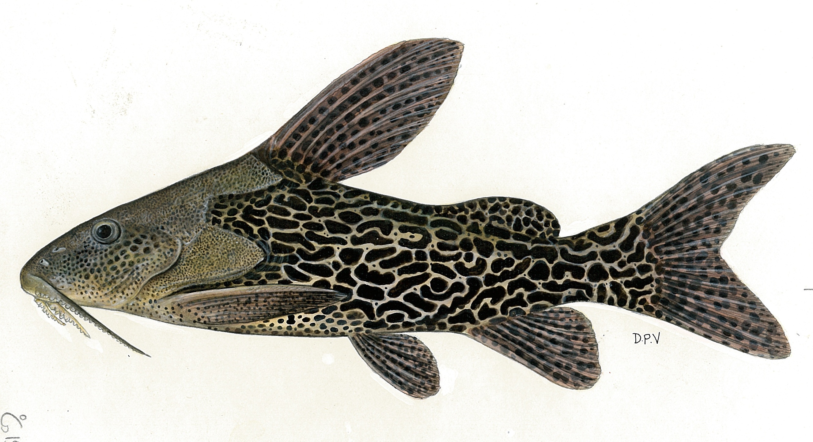 Leopard squeaker (Synodontis leopardinus) — Mochokidae