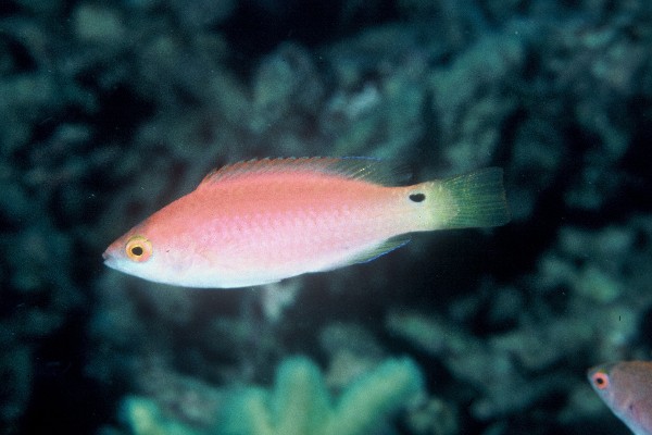 Walindi fairy wrasse (Cirrhilabrus walindi) — Labridae — 3