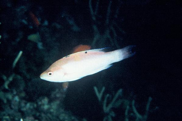 Walindi fairy wrasse (Cirrhilabrus walindi) — Labridae — 4