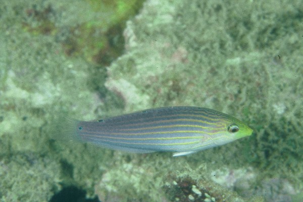 Pinkbelly wrasse (Halichoeres chlorocephalus) — Labridae