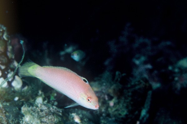 Bleke lipvis (Halichoeres pallidus) — Labridae — 2