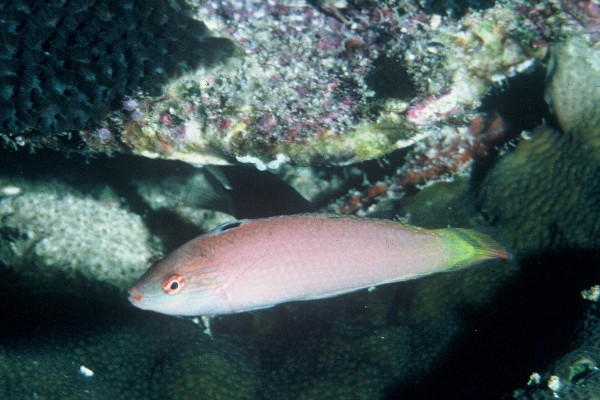 Pale wrasse (Halichoeres pallidus) — Labridae