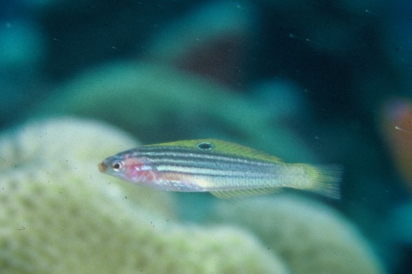 Striped dwarf wrasse (Minilabrus striatus) — Labridae — 2