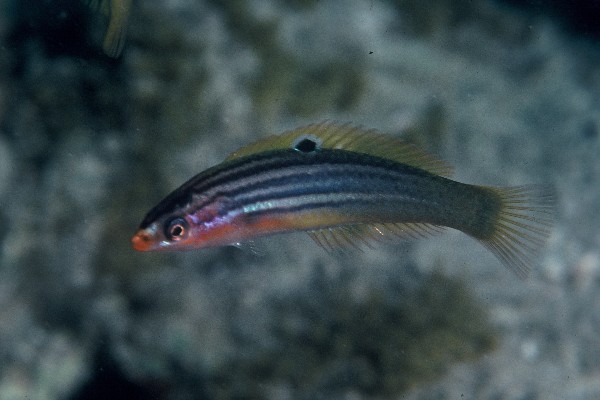 Streep-dwerglipvis (Minilabrus striatus) — Labridae