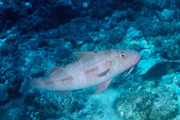 Orange goatfish (Mulloidichthys pfluegeri) — Mullidae — 4