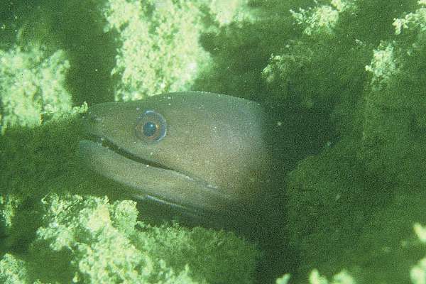 Liver-colored moray eel (Gymnothorax hepaticus) — Muraenidae