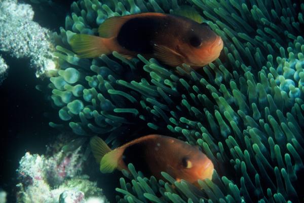 Black-backed anemonefish (Amphiprion ephippium) — Pomacentridae — 5