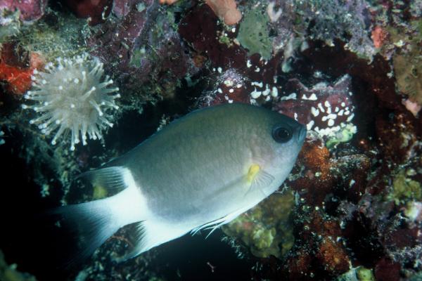 Malayan Chromis photo 3