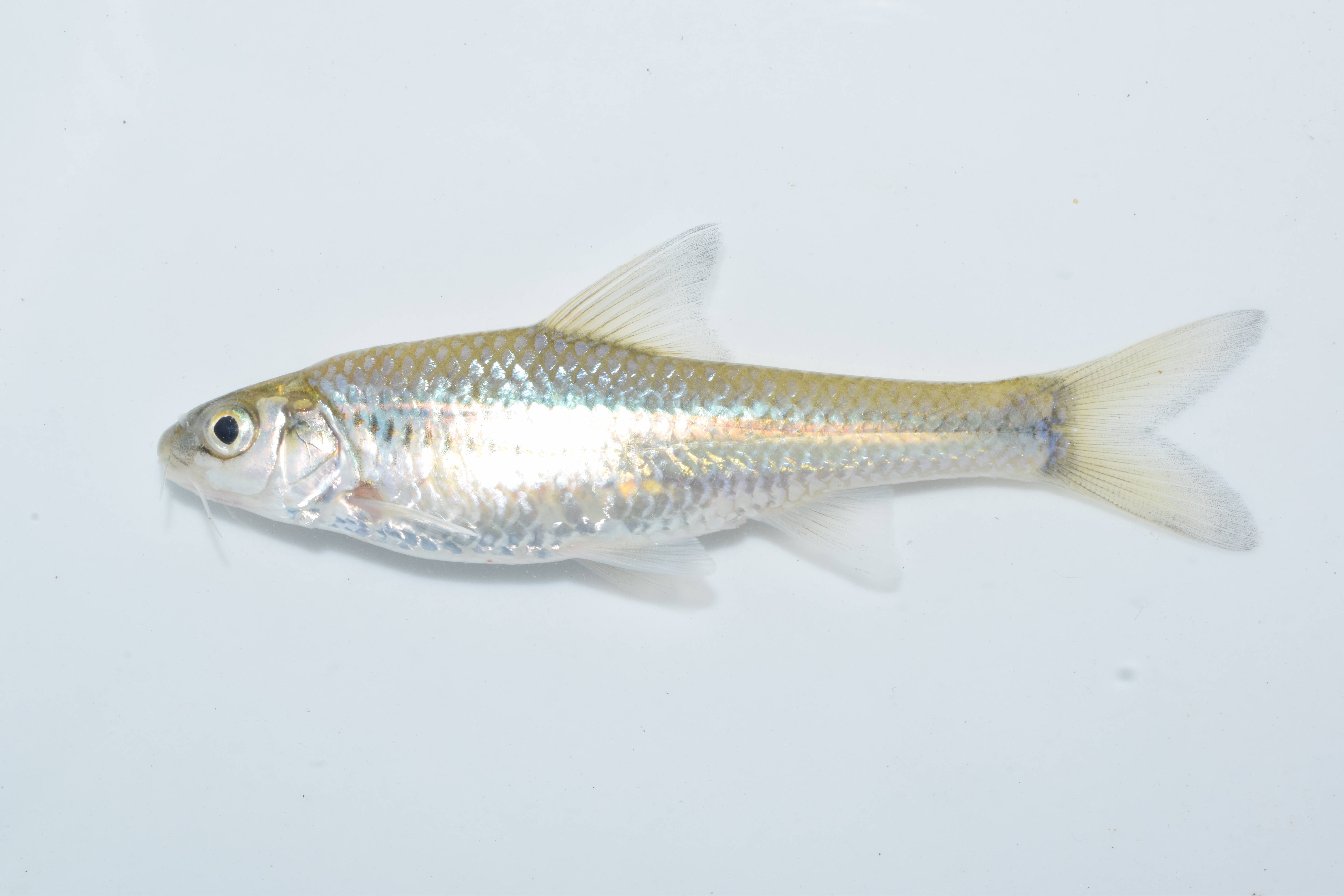 Onestripe barb (Enteromius unitaeniatus) — Cyprinidae — 2