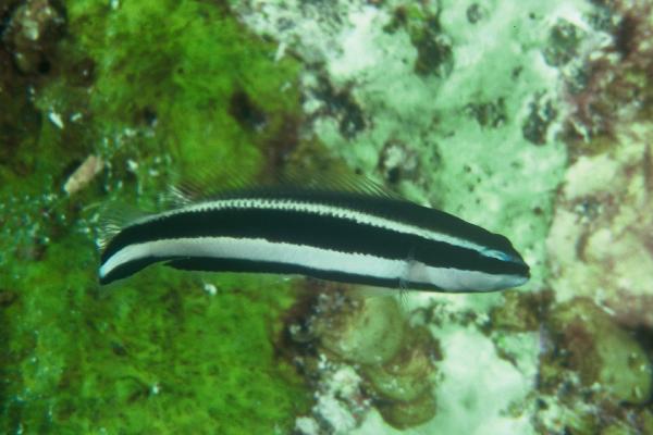 Striped dottyback (Pseudochromis sankeyi) — Pseudochromidae