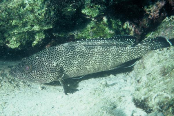 Branding-tandbaars (Epinephelus socialis) — Serranidae