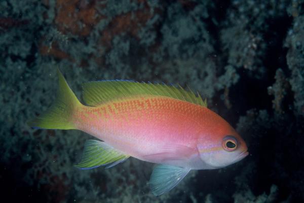 Twospot basslet (Pseudanthias bimaculatus) — Serranidae — 5