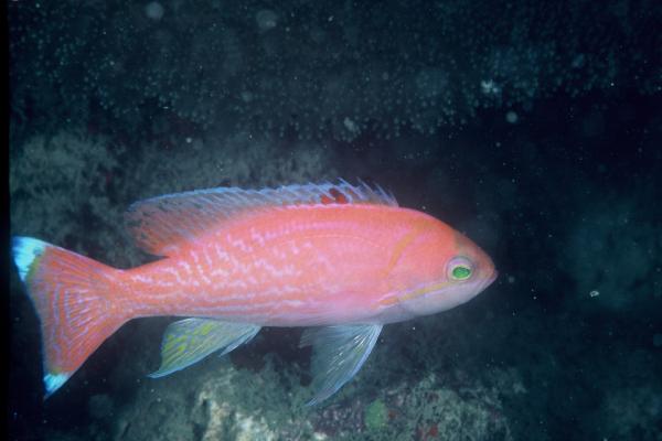 Tweevlek-koningsbaars (Pseudanthias bimaculatus) — Serranidae