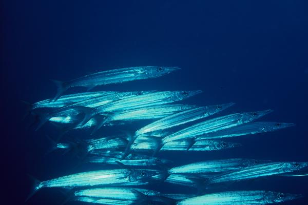 Heller's barracuda (Sphyraena helleri) — Sphyraenidae — 3