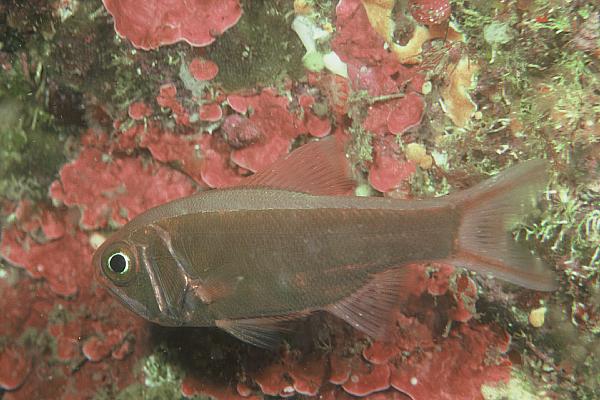 Long roughy (Optivus elongatus) — Trachichthyidae