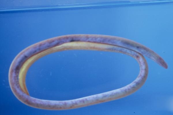 Intermediate thrush-eel (Moringua ferruginea) — Moringuidae — 3