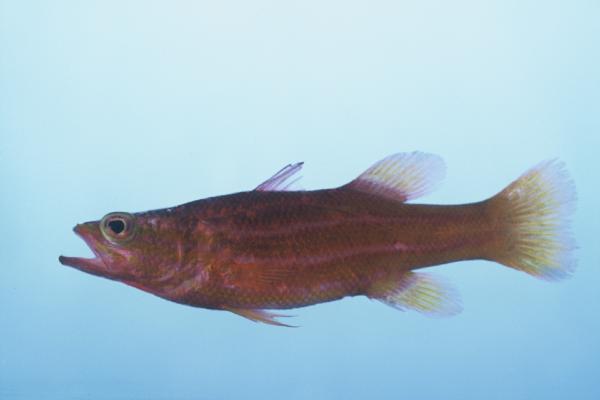 African basslet (Liopropoma africanum) — Serranidae — 5
