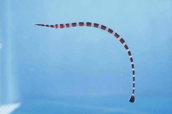 Broad-banded pipefish (Dunckerocampus boylei) — Syngnathidae — 4