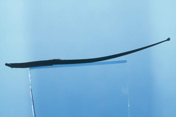 Elegant pipefish (Nannocampus elegans) — Syngnathidae — 2