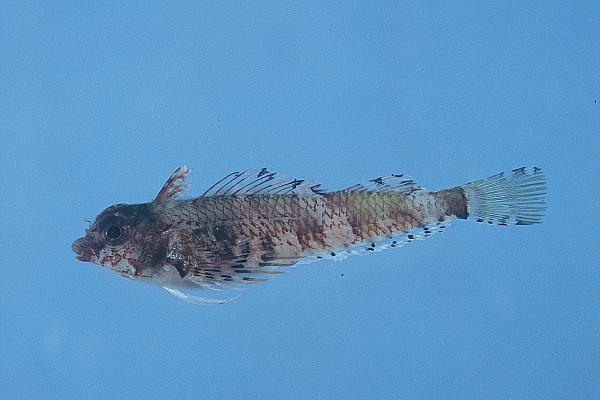 Spotbelly triplefin (Enneapterygius ventermaculus) — Tripterygiidae — 4