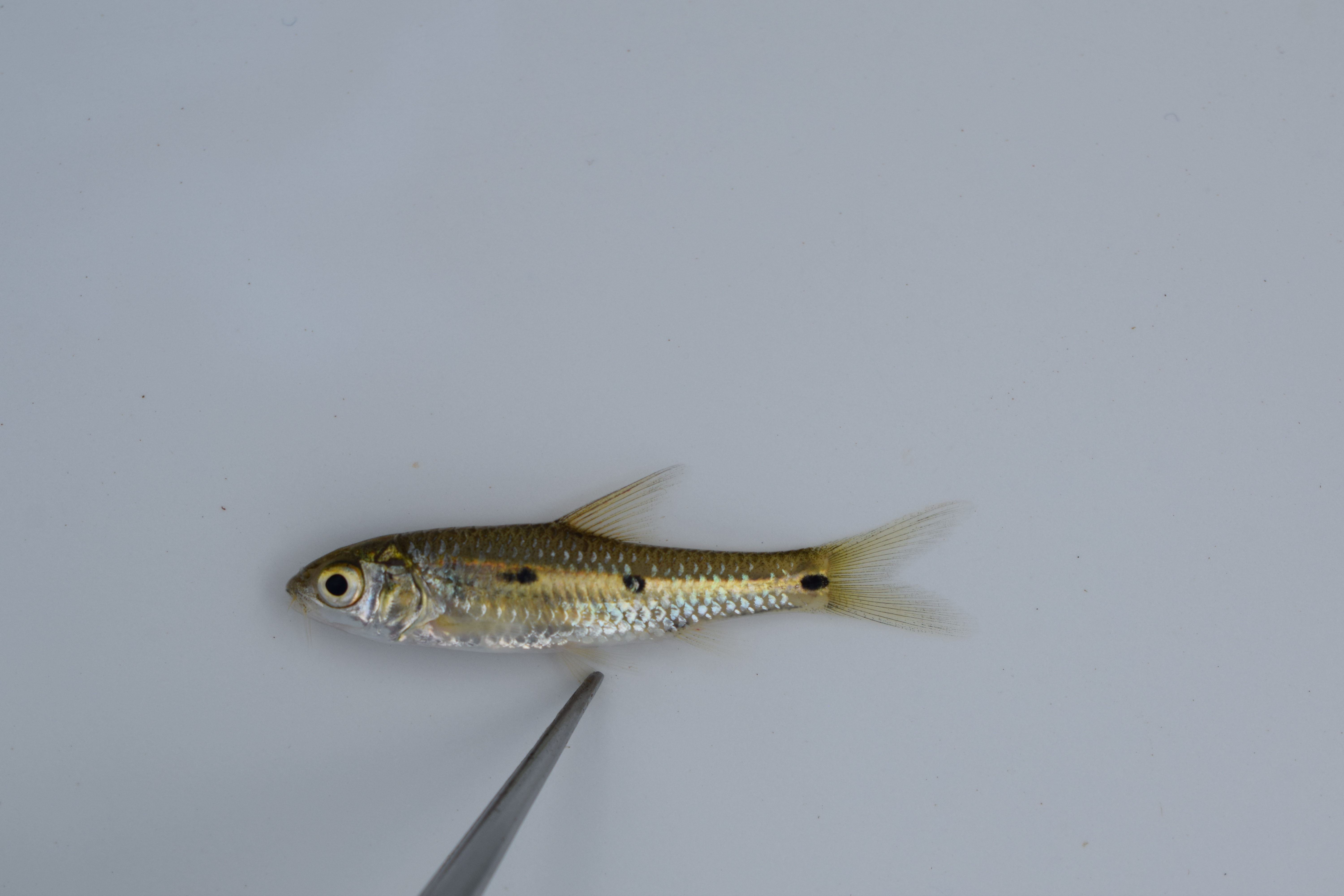 Threespot barb (Enteromius trimaculatus) — Cyprinidae — 2
