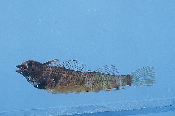Spotbelly triplefin (Enneapterygius ventermaculus) — Tripterygiidae — 3