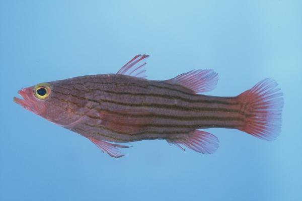 Meteor basslet (Liopropoma susumi) — Serranidae — 4